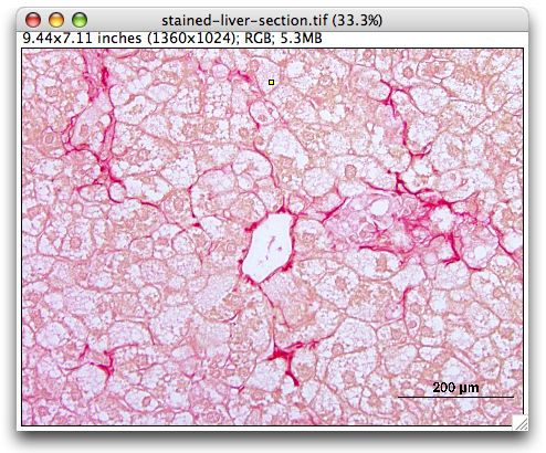 [mouse-liver-section]